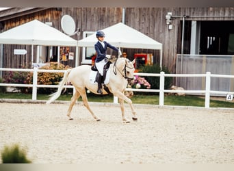Kisberer, Wallach, 9 Jahre, 165 cm, Palomino