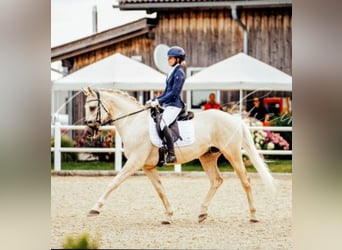 Kisberer, Wallach, 9 Jahre, 165 cm, Palomino