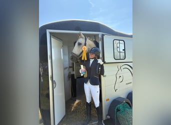 Kisberer, Wallach, 9 Jahre, 165 cm, Palomino