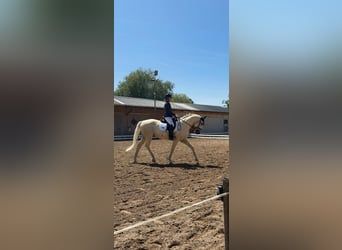 Kisberer, Wallach, 9 Jahre, 165 cm, Palomino
