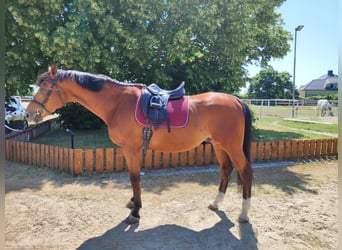 Kisberer, Wallach, 9 Jahre, 170 cm, Brauner