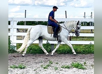 Kladruber, Caballo castrado, 11 años, 167 cm, White/Blanco
