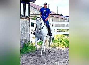 Kladruber, Caballo castrado, 11 años, 167 cm, White/Blanco