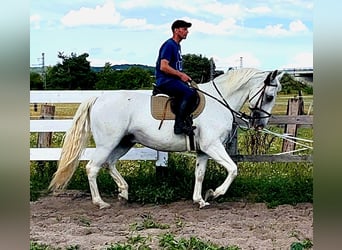 Kladruber, Caballo castrado, 11 años, 167 cm, White/Blanco