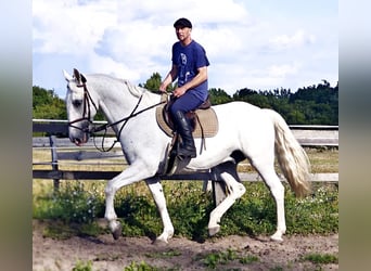 Kladruber, Caballo castrado, 11 años, 167 cm, White/Blanco