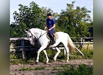 Kladruber, Caballo castrado, 11 años, 167 cm, White/Blanco