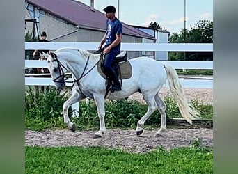 Kladruber, Caballo castrado, 11 años, 167 cm, White/Blanco