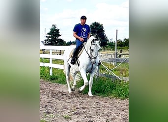 Kladruber, Caballo castrado, 11 años, 167 cm, White/Blanco
