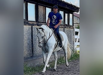 Kladruber, Caballo castrado, 11 años, 167 cm, White/Blanco