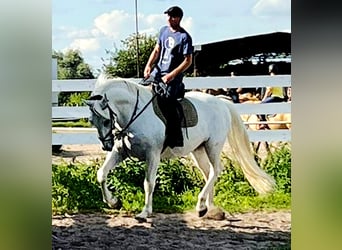 Kladruber, Caballo castrado, 11 años, 167 cm, White/Blanco