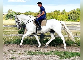 Kladruber, Caballo castrado, 11 años, 167 cm, White/Blanco