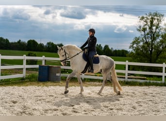Kladruber, Caballo castrado, 5 años, 168 cm, White/Blanco