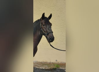 Kladruber, Caballo castrado, 5 años, 170 cm, Negro