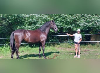 Kladruber, Caballo castrado, 5 años, 170 cm, Negro