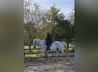 Kladruber, Castrone, 11 Anni, 168 cm, Grigio