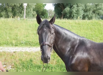 Kladruber, Castrone, 12 Anni, 165 cm, Morello