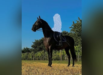 Kladruber, Castrone, 8 Anni, 170 cm, Baio scuro