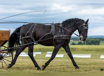 Kladruber, Étalon, 10 Ans, 166 cm, Noir