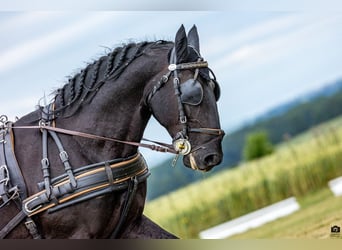 Kladruber, Étalon, 10 Ans, 166 cm, Noir