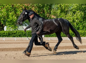 Kladruber, Étalon, 10 Ans, 166 cm, Noir