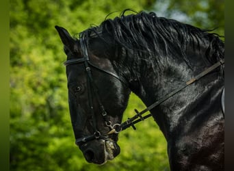 Kladruber, Étalon, 10 Ans, 166 cm, Noir