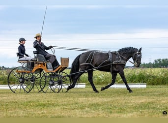 Kladruber, Étalon, 10 Ans, 166 cm, Noir