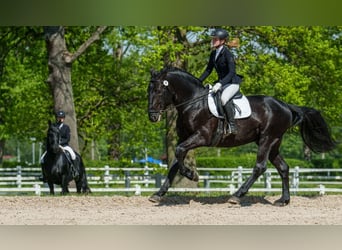 Kladruber, Étalon, 10 Ans, 166 cm, Noir