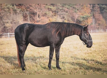 Kladruber, Étalon, 2 Ans, Noir