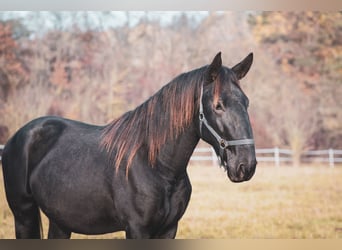 Kladruber, Étalon, 3 Ans, Noir