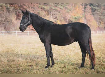 Kladruber, Étalon, 3 Ans, Noir