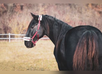 Kladruber, Étalon, 3 Ans, Noir