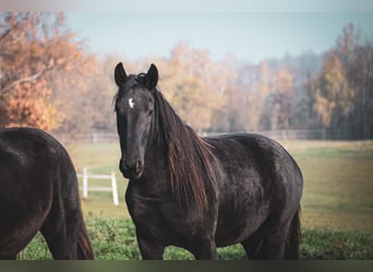 Kladruber, Giumenta, 3 Anni, Morello