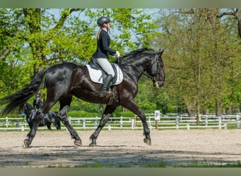 Kladruber, Hengst, 10 Jaar, 166 cm, Zwart