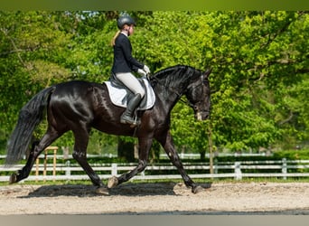 Kladruber, Hengst, 10 Jaar, 166 cm, Zwart