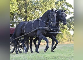 Kladruber, Hengst, 14 Jaar, 165 cm, Zwart