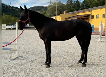 Kladruber, Hengst, 14 Jahre, 165 cm, Rappe