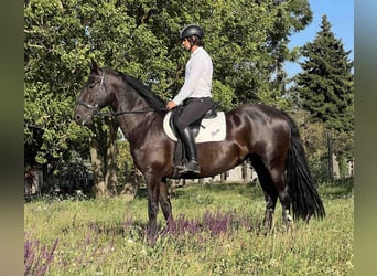 Kladruber, Hengst, 14 Jahre, 165 cm, Rappe