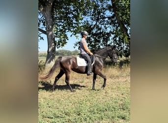 Kladruber, Hengst, 14 Jahre, 165 cm, Rappe