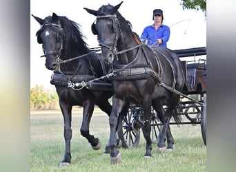 Kladruber, Hengst, 14 Jahre, 165 cm, Rappe