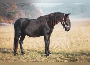 Kladruber, Hengst, 2 Jahre, Rappe