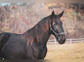 Kladruber, Hengst, 3 Jahre, Rappe