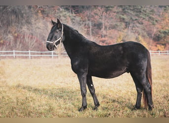 Kladruber, Hengst, 3 Jahre, Rappe