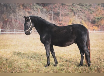 Kladruber, Hengst, 3 Jahre, Rappe