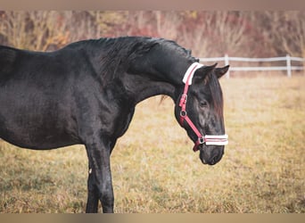 Kladruber, Hengst, 3 Jahre, Rappe