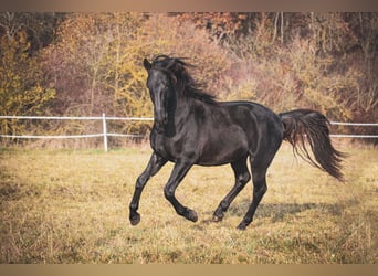 Kladruber, Hengst, 3 Jahre, Rappe