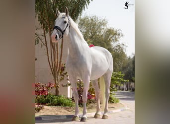 Kladruber, Jument, 13 Ans, 163 cm, Blanc