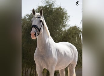 Kladruber, Jument, 13 Ans, 163 cm, Blanc