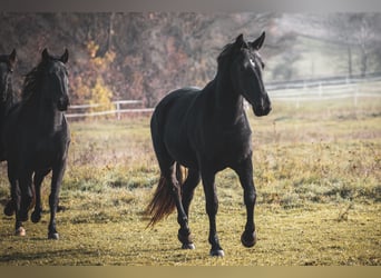 Kladruber, Jument, 3 Ans, Noir