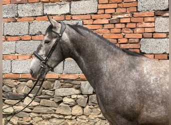 Kladruber, Jument, 5 Ans, 161 cm, Gris