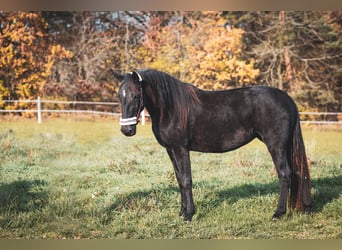 Kladruber, Merrie, 3 Jaar, Zwart